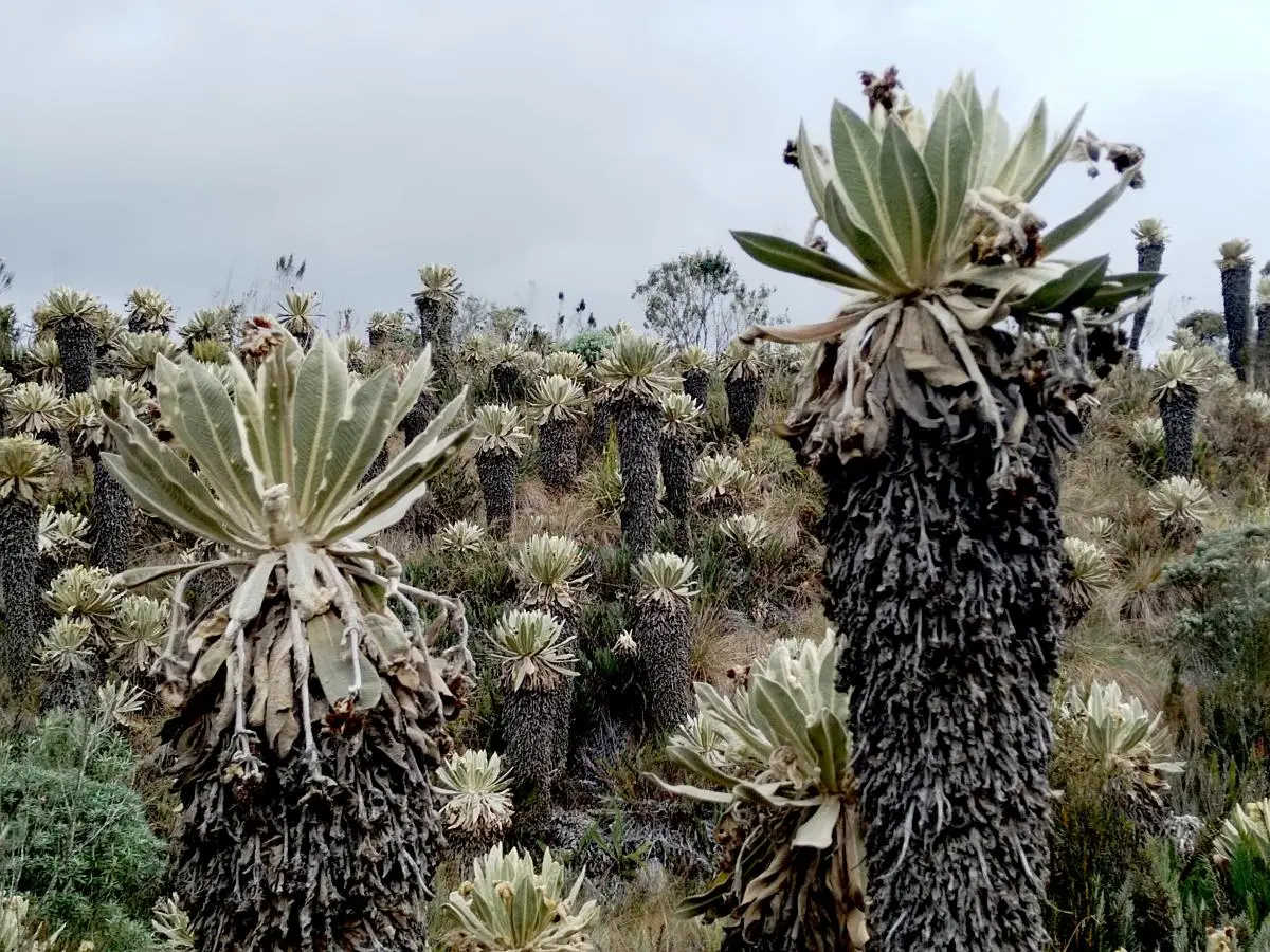 Frailejones