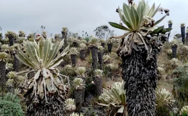 Frailejones